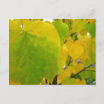 Yellow and Green Redbud Leaves Postcard