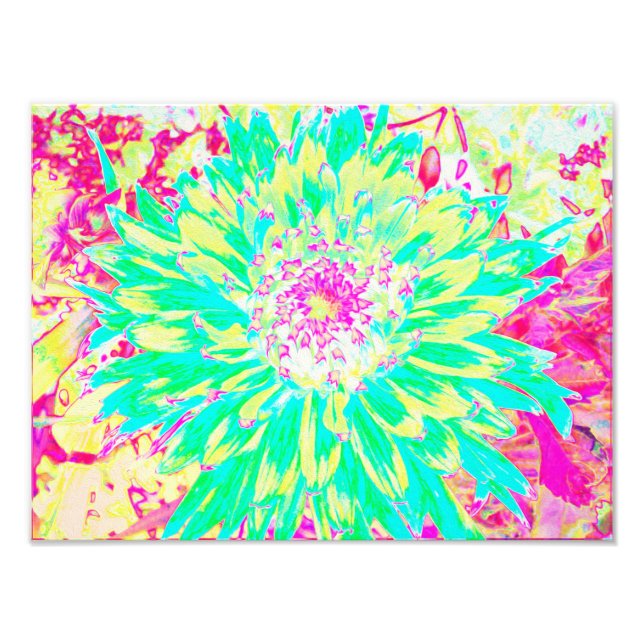 Yellow and Magenta Decorative Dahlia Flower Photo Print (Front)