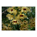 Yellow and Maroon Orchids Elegant Floral