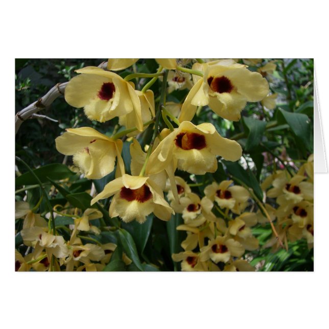 Yellow and Maroon Orchids Elegant Floral (Front Horizontal)