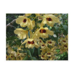 Yellow and Maroon Orchids Elegant Floral Postcard