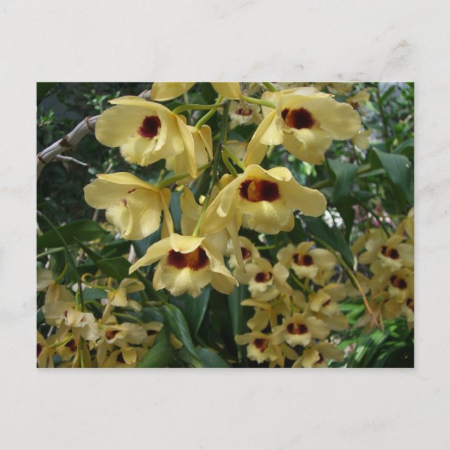 Yellow and Maroon Orchids Elegant Floral Postcard (Front)