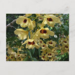 Yellow and Maroon Orchids Elegant Floral Postcard
