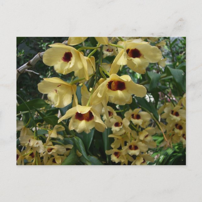 Yellow and Maroon Orchids Elegant Floral Postcard (Front)
