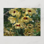Yellow and Maroon Orchids Elegant Floral Postcard