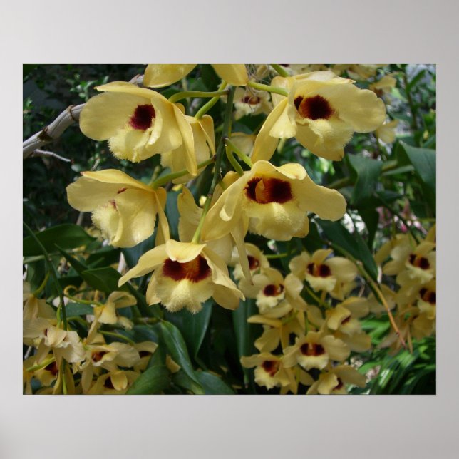Yellow and Maroon Orchids Elegant Floral Poster (Front)