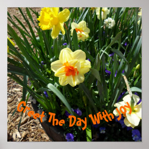 Yellow And Orange Daffodil Poster