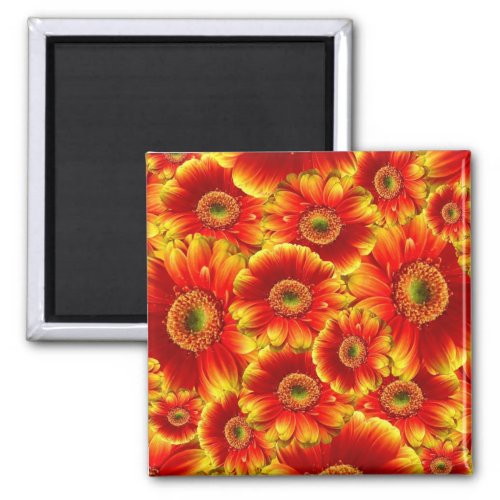 Yellow and Orange Gerbera Daisies Magnet