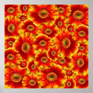 Yellow and Orange Gerbera Daisies Poster