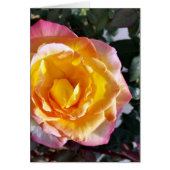 yellow and pink (Front)