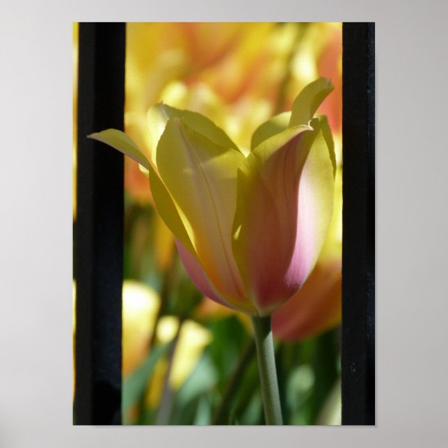 Yellow and Pink Flower behind fence Poster (Front)