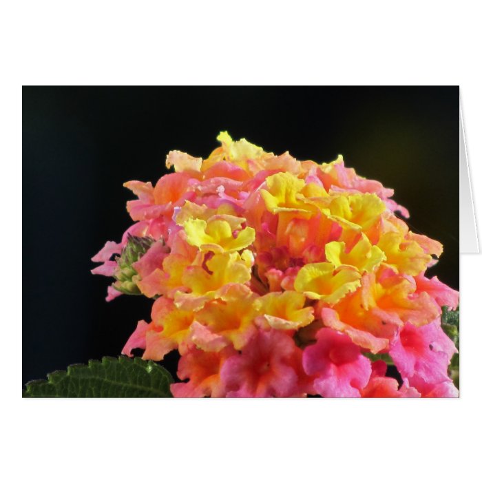 Yellow And Pink Flowers Greeting Cards