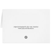 yellow and pink ranunculus (Back Horizontal)