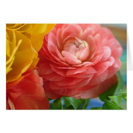 yellow and pink ranunculus cards (Front Horizontal)