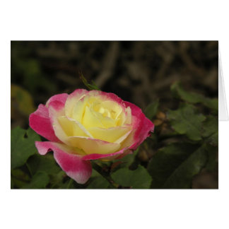 Yellow and Pink Rose Cards