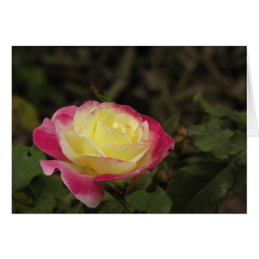 Yellow and Pink Rose Cards (Front Horizontal)