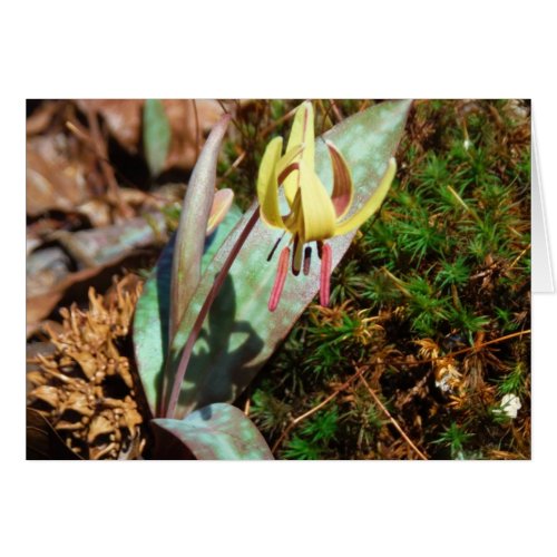 Yellow and Plum Trout Lily