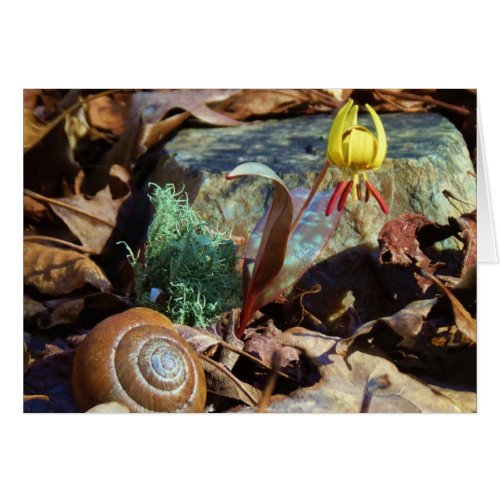 Yellow and Plum Trout Lily and Snail Shell