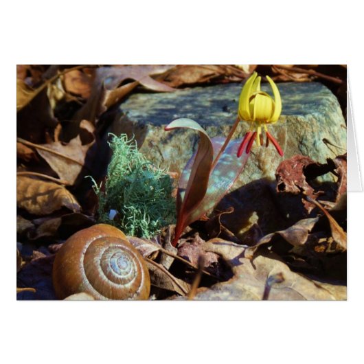 Yellow and Plum Trout Lily and Snail Shell (Front Horizontal)
