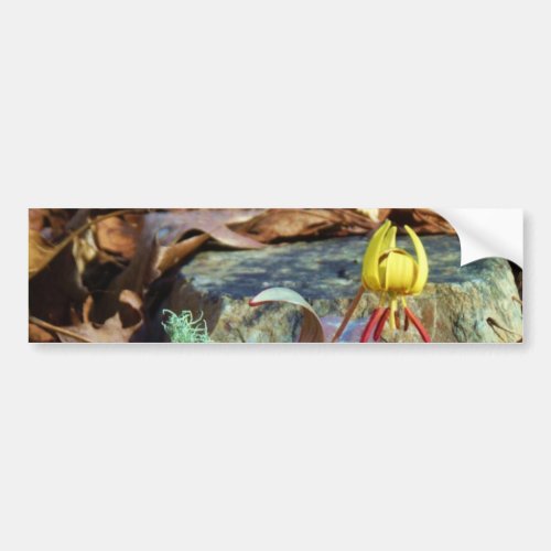 Yellow and Plum Trout Lily and Snail Shell Bumper Sticker