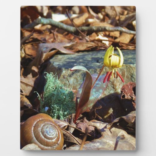 Yellow and Plum Trout Lily and Snail Shell Plaque