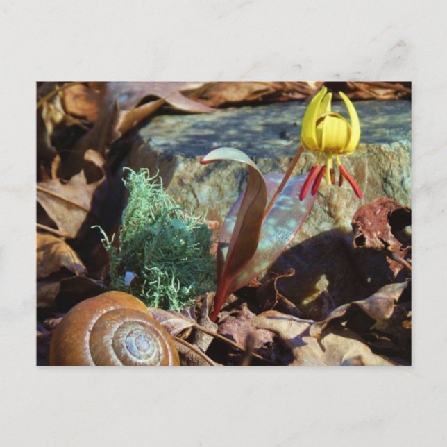 Yellow and Plum Trout Lily and Snail Shell Postcard (Front)