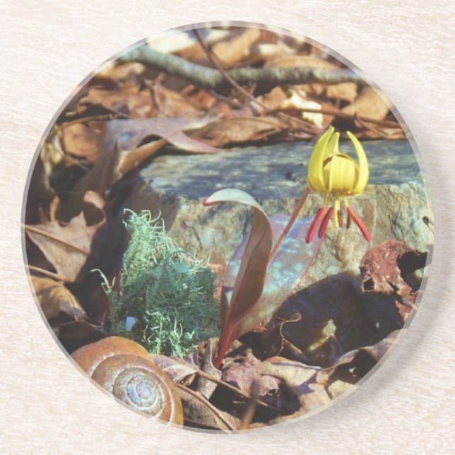 Yellow and Plum Trout Lily and Snail Shell Sandstone Coaster (Front)