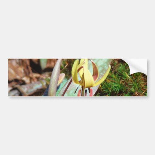 Yellow and Plum Trout Lily Bumper Sticker