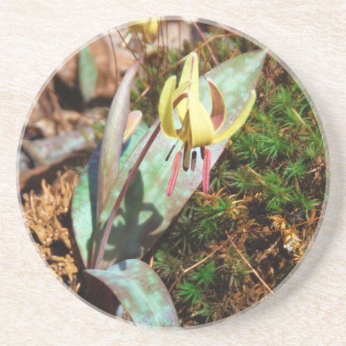 Yellow and Plum Trout Lily Drink Coaster