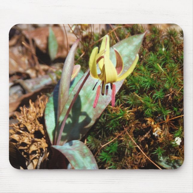 Yellow and Plum Trout Lily Mouse Pad (Front)