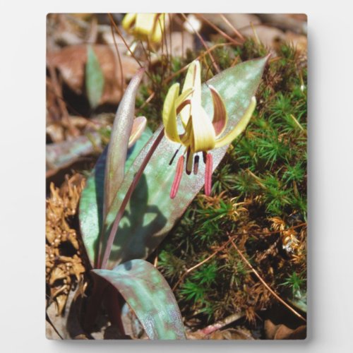 Yellow and Plum Trout Lily Plaque