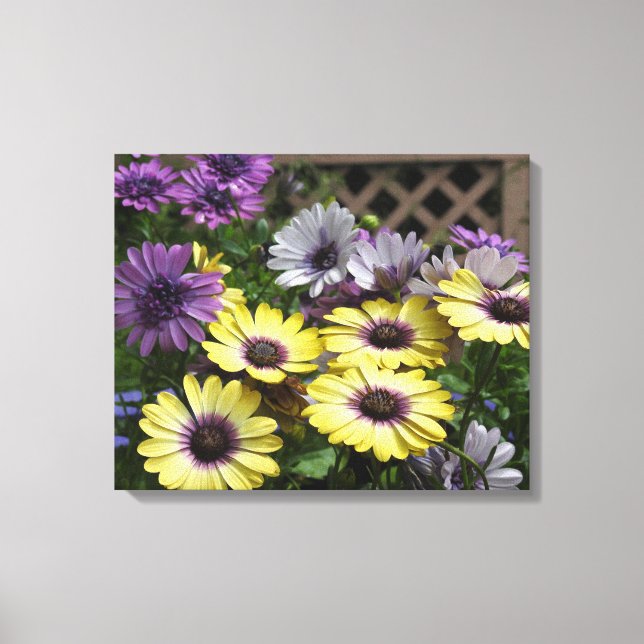 Yellow and Purple African Daisies Canvas Print (Front)