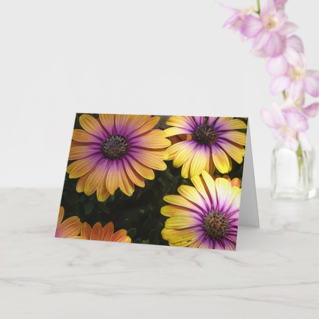 Yellow and Purple African Daisies Card (Orchid)