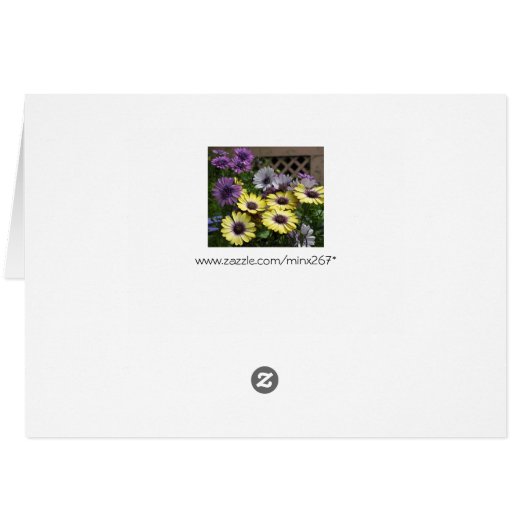 Yellow and Purple African Daisy Flowers (Back Horizontal)