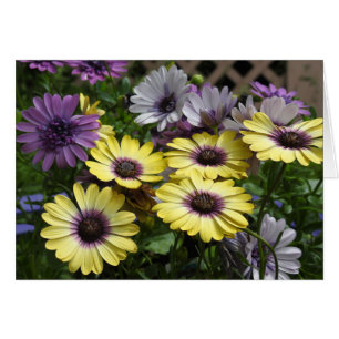 Yellow and Purple African Daisy Flowers Cards