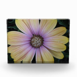 Yellow and Purple Daisy Flower Acrylic Award