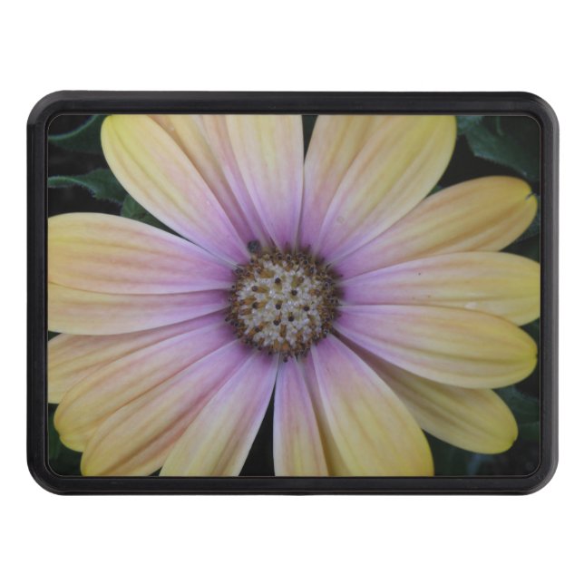 Yellow and Purple Daisy Flower Hitch Cover (Front)