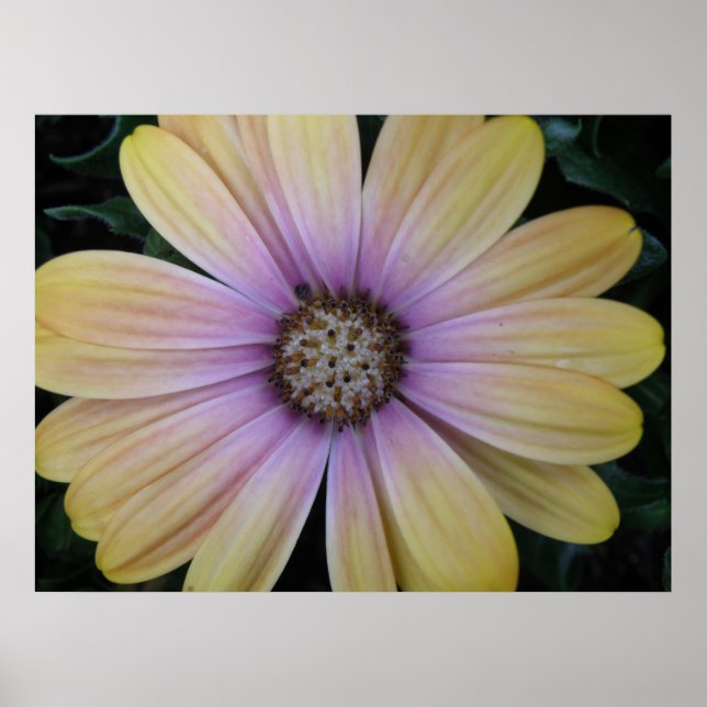 Yellow and Purple Daisy Flower Poster (Front)