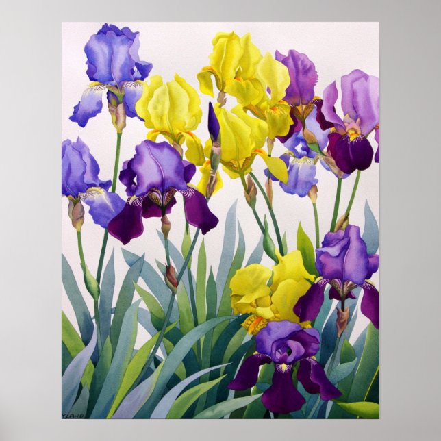 Yellow and Purple Irises Poster (Front)