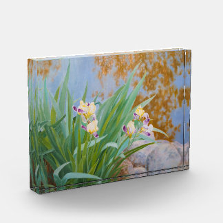 Yellow and Purple Irises with Golden Light Photo Block