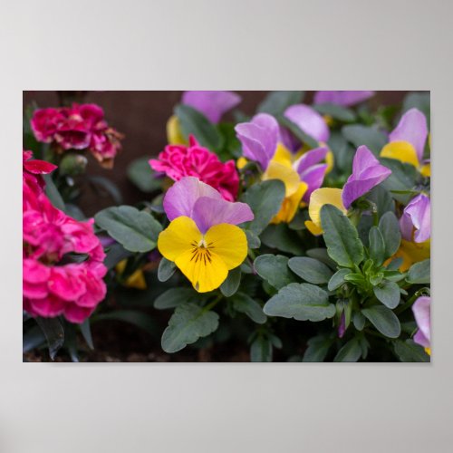 Yellow and Purple Viola Flowers Poster