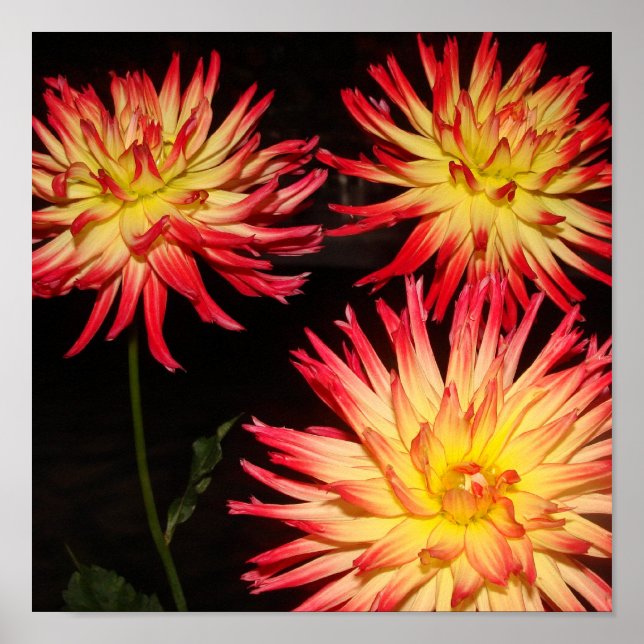 Yellow and Red Dahlia Print (Front)