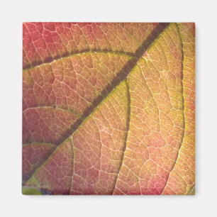 Yellow And Red Fall Leaf  Magnet