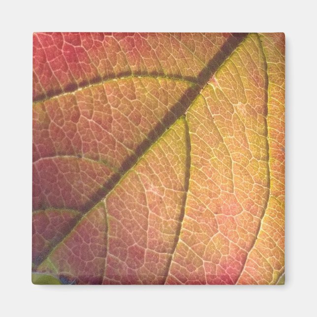 Yellow And Red Fall Leaf  Magnet (Front)