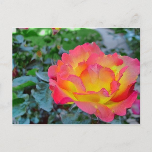yellow and red rose postcard (Front)