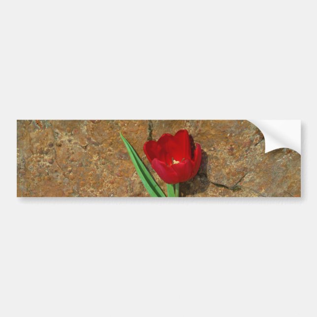yellow and Red Tulip Bumper Sticker (Front)