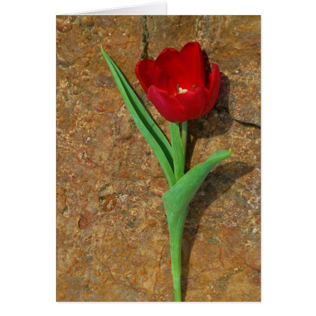 yellow and Red Tulip Cards (Front)