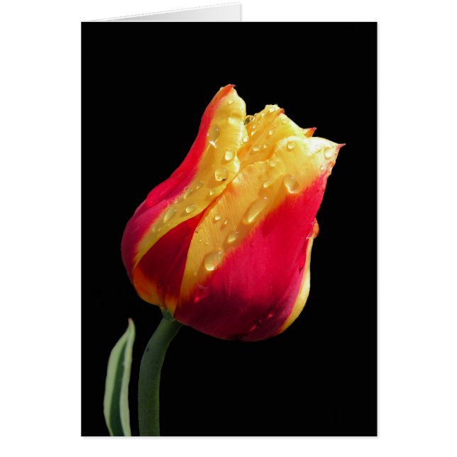 Yellow And Red Tulip Cards (Front)