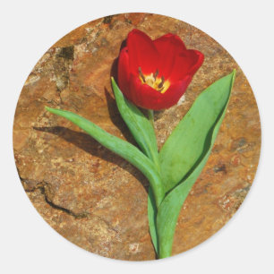 Yellow and Red Tulip Classic Round Sticker