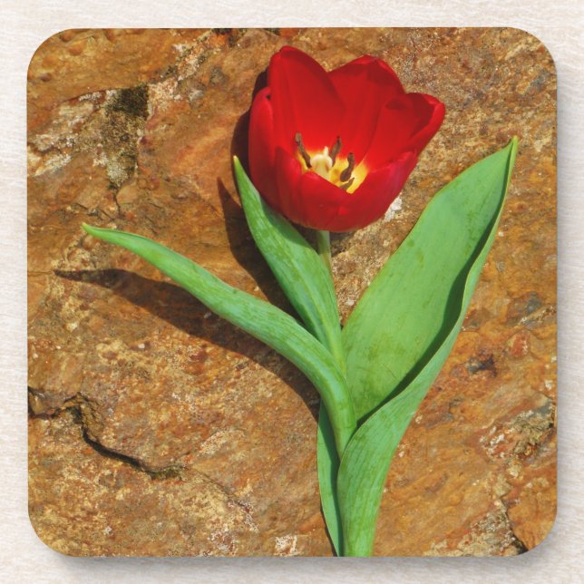 Yellow and Red Tulip Drink Coaster (Front)
